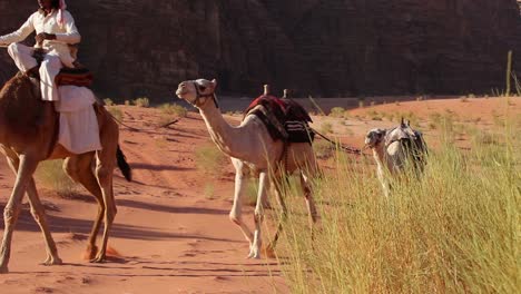 Tren-De-Camellos-Con-Conductor-Beduino-Se-Mueve-A-Través-De-Los-Vastos-Paisajes-Desérticos-De-Wadi-Rum-En-Los-Desiertos-De-Arabia-Saudita-De-Jordania-1