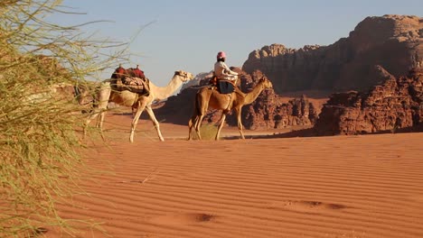 Kamelzug-Mit-Beduinenfahrer-Fährt-Durch-Die-Weiten-Wüstenlandschaften-Des-Wadi-Rum-In-Den-Saudischen-Wüsten-Jordaniens-2