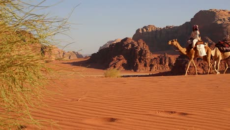Camel-train-with-Bedouin-driver-moves-across-the-vast-desert-landscapes-of-Wadi-Rum-in-the-Saudi-deserts-of-Jordan-3