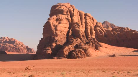 A-camel-wanders-in-the-Saudi-desert-in-Wadi-Rum-Jordan