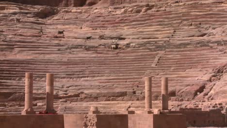 Sheep-and-goats-walk-around-the-ancient-amphitheater-in-Petra-Jordan-3