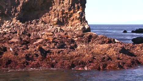 Eine-Robbenkolonie-Im-Channel-Islands-National-Park-Von-Einem-Boot-Aus-Gesehen