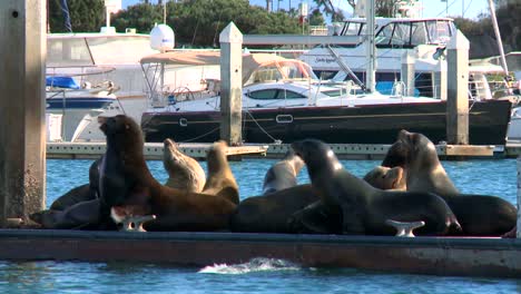 Sea-lions-lounge-splash-and-honk-on-a-dock-in-Santa-Barbara-Harbor