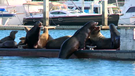 Sea-lions-lounge-splash-and-honk-on-a-dock-in-Santa-Barbara-Harbor-1