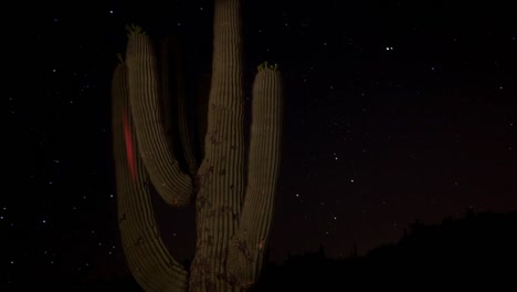 Cactus-Starlapse-2