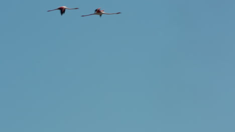 Carmargue-Flamingos-13