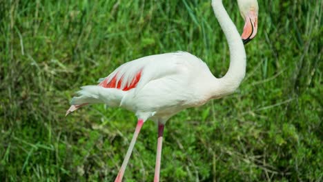 Carmargue-Flamingos-30