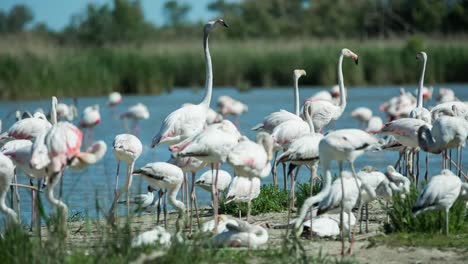 Carmargue-Flamingos-37