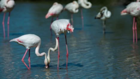 Carmargue-Flamingos-48