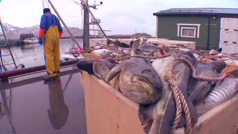 Shot-of-fishermen-unlading-trawlers-on-a-dock-in-Norway
