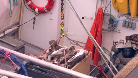 Fische-Werden-Aus-Dem-Laderaum-Eines-Trawlers-Auf-Einem-Dock-In-Norwegen-Geholt