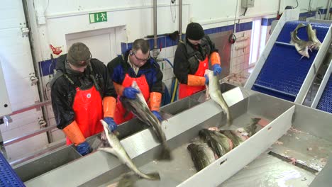 Men-work-cutting-and-cleaning-fish-on-an-assembly-line-at-a-fish-processing-factory-1