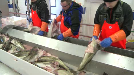 Men-work-cutting-and-cleaning-fish-on-an-assembly-line-at-a-fish-processing-factory-4
