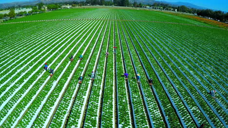 Aerial-shot-over-migrant-immigrant-farm-workers-working-in-the-strawberry-fields-of-California-2