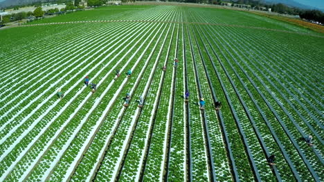 Aerial-shot-over-migrant-immigrant-farm-workers-working-in-the-strawberry-fields-of-California-3