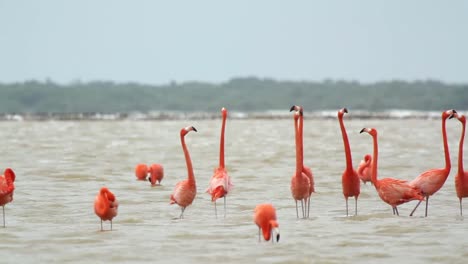 Flamingo-00