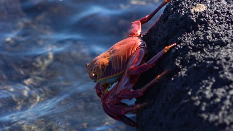 A-bright-red-Sally-Lightfoot-crab-clings-to-a-rock-on-a-Galapagos-shore