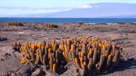 Endemic-lava-cactus-grows-on-the-volcanic-shores-of-the-Galapagos-Islands-Ecuador