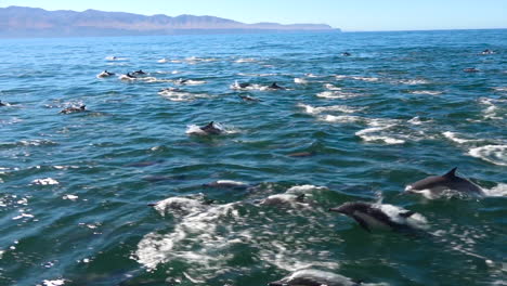 Miles-De-Delfines-Migran-En-Una-Manada-Masiva-A-Través-Del-Parque-Nacional-De-Las-Islas-Del-Canal-1