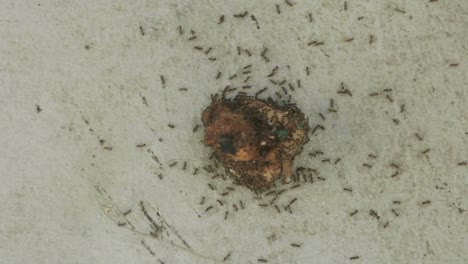 Time-lapse-of-ants-attacking-a-piece-of-food