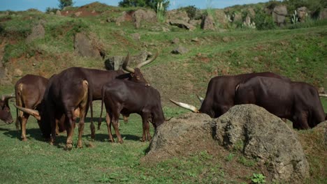 Ankole-Watusi-00