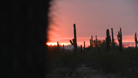 Die-Sonne-Geht-Unter-Mit-Kaktus-Im-Vordergrund
