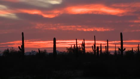 The-sun-is-setting-over-a-field-of-cactus