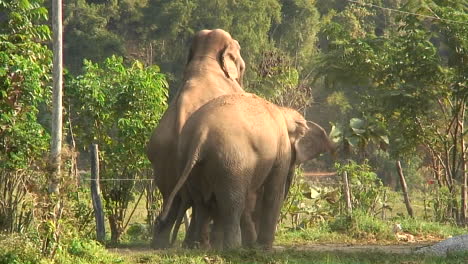 Three-elephants-in-the-zoo