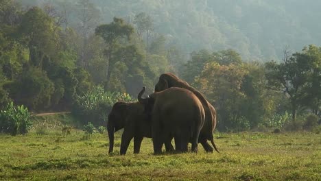 One-of-three-elephants-mounts-another-in-a-field