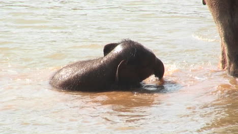 A-baby-elephant-plays-in-a-pool-of-water