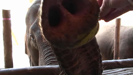 Elefanten-Kommen-An-Einen-Zaun-Und-Man-Bekommt-Eine-Banane-Zu-Essen