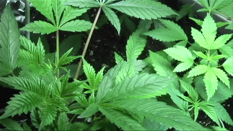 Marijuana-clones-growing-in-the-early-vegetative-stage