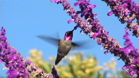 A-humming-bird-gathers-nectar-from-purple-flowers