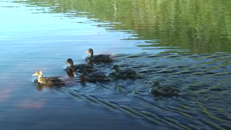 A-team-of-ducks-paddle-through-a-lake