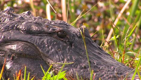 An-alligator-rests-in-the-grass