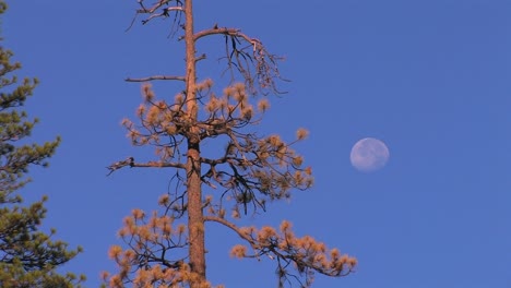 Eine-Trockene-Kiefer-Und-Der-Mond-Am-Tag