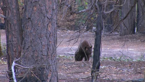 A-tagged-brown-bear-searches-for-food