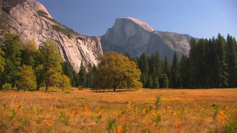 Trees-stand-at-the-edge-of-a-mountain-meadow-in-Yosemite-National-Park-California