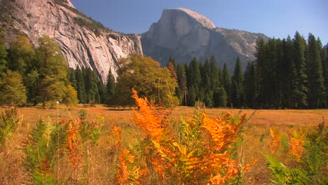 Trees-stand-at-the-edge-of-a-mountain-meadow-in-Yosemite-National-Park-California-2