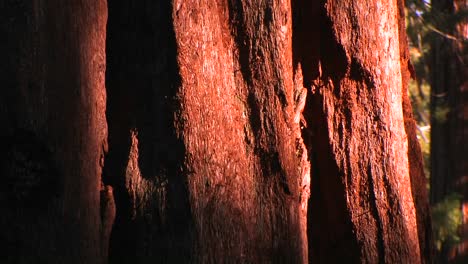 Die-Rinde-Eines-Pazifischen-Alten-Hainbaums-Im-Sequoia-Nationalpark