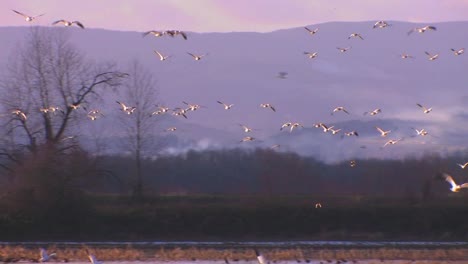 White-birds-fly-over-water-and-mountains-2