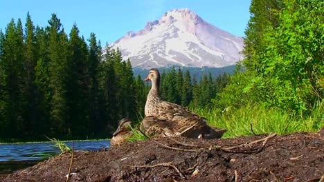 A-group-of-ducks-stand-on-the-shore-of-Trillium-Lake-near-Mt-Hood-in-Oregon