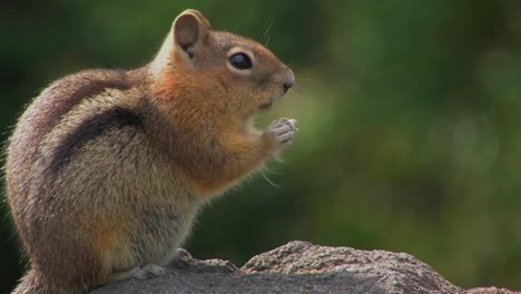 A-squirrel-eats-food-while-standing-on-top-of-a-rock