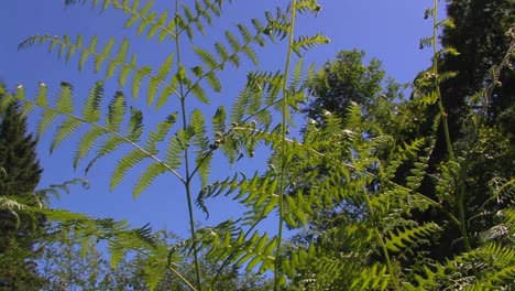 Fern-branches-at-day