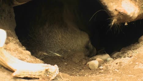 A-badger-rests-in-its-burrow-at-day--