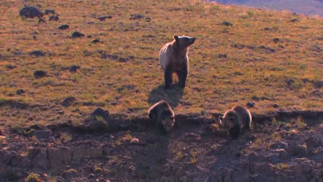 A-grizzly-bear-and-cubs-walk-along-a-hillside