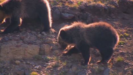 A-young-bear-cub-walks-along-a-hillside