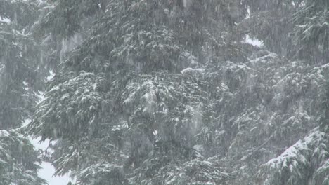 Heavy-snow-falls-in-a-forest-1