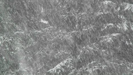 Heavy-snow-falls-in-a-forest-3