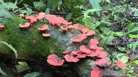 A-red-fungus-grows-on-a-mossy-log-